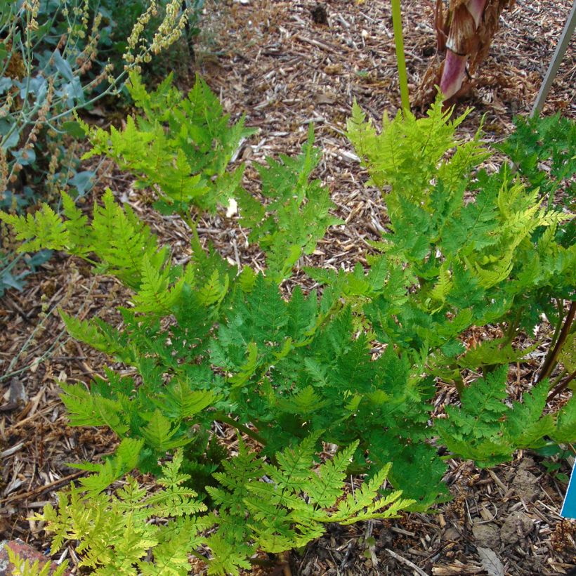 Myrrhis odorata (Plant habit)