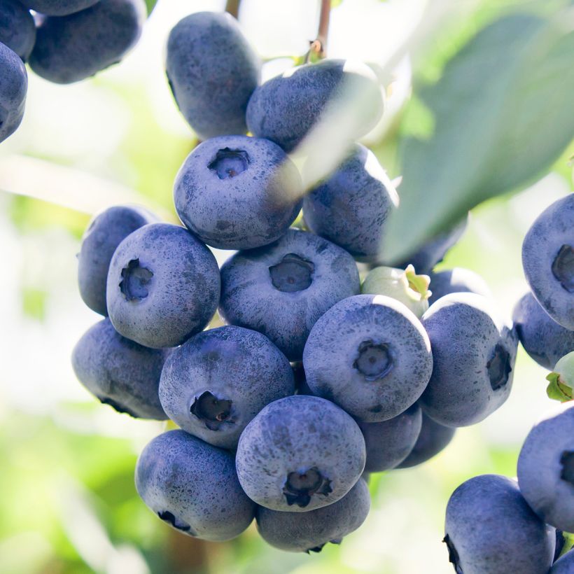 Vaccinium corymbosum Atlantic - American Blueberry (Harvest)