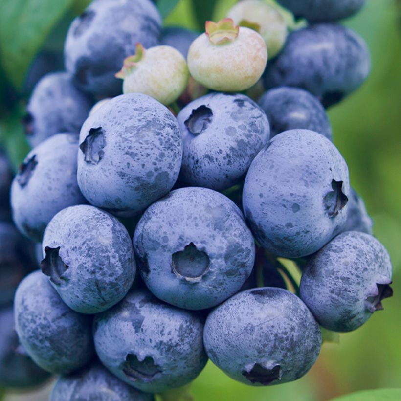 Vaccinium corymbosum Darrow- American Blueberry (Harvest)