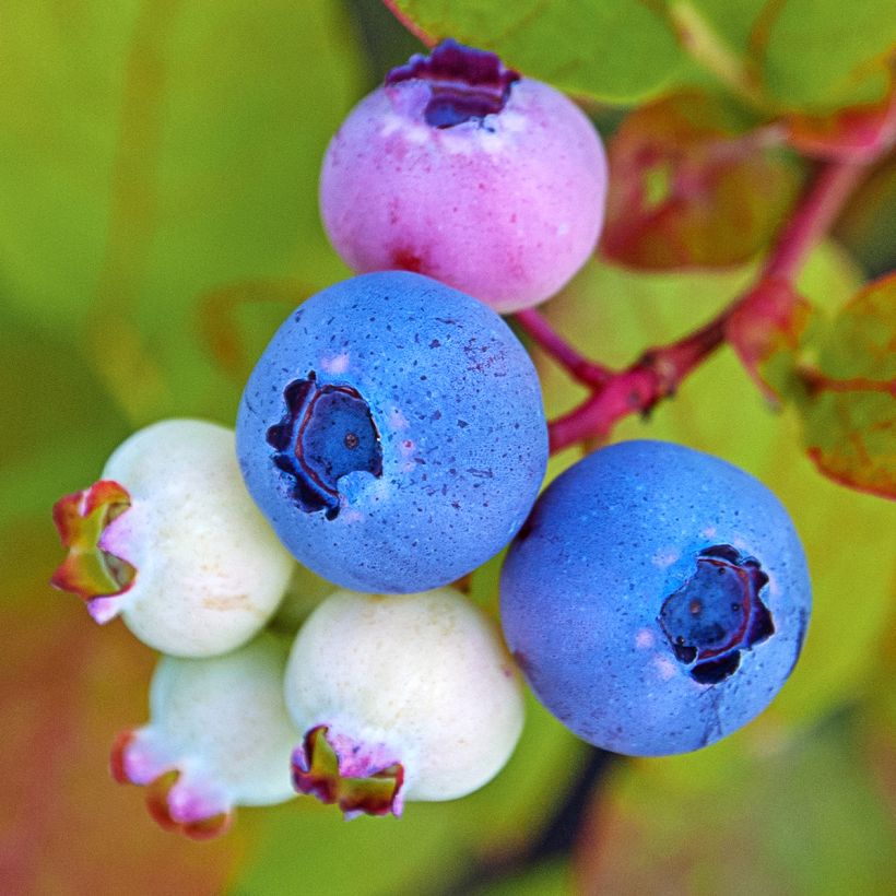 Vaccinium corymbosum Legacy- American Blueberry (Harvest)