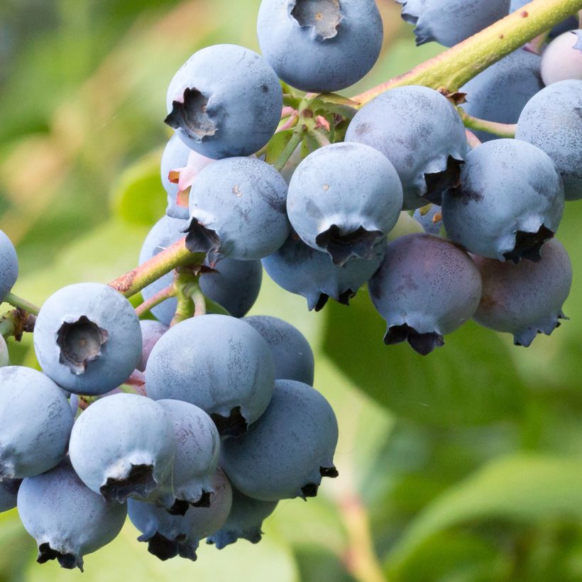 Vaccinium corymbosum North Blue- American Blueberry (Harvest)