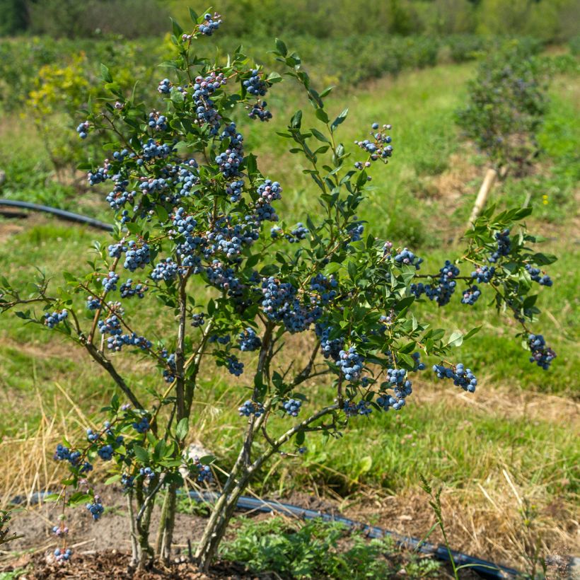 Vaccinium corymbosum North Blue- American Blueberry (Plant habit)