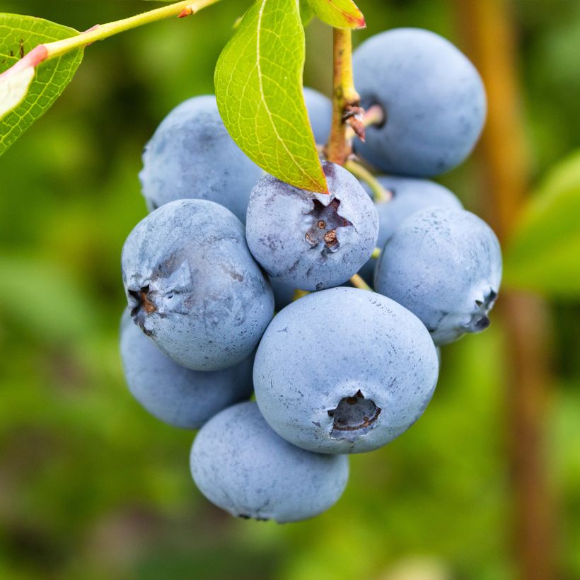 Vaccinium corymbosum Rubel- American Blueberry (Harvest)
