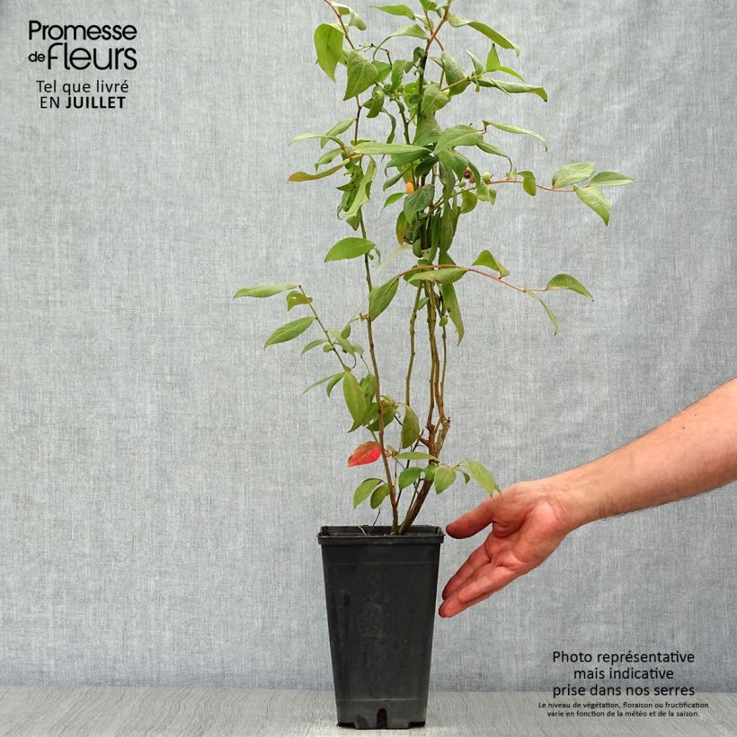 Vaccinium corymbosum Brigitta- American Blueberry 1L/1.5L pot, Bush sample as delivered in summer