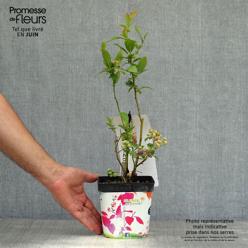 Vaccinium corymbosum Spartan- American Blueberry 2L/3L pot sample as delivered in summer
