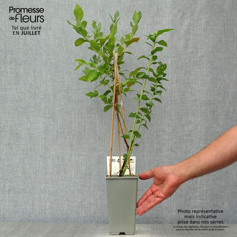 Vaccinium corymbosum Blue Gold - American Blueberry 1.5L/2L pot, Bush sample as delivered in summer
