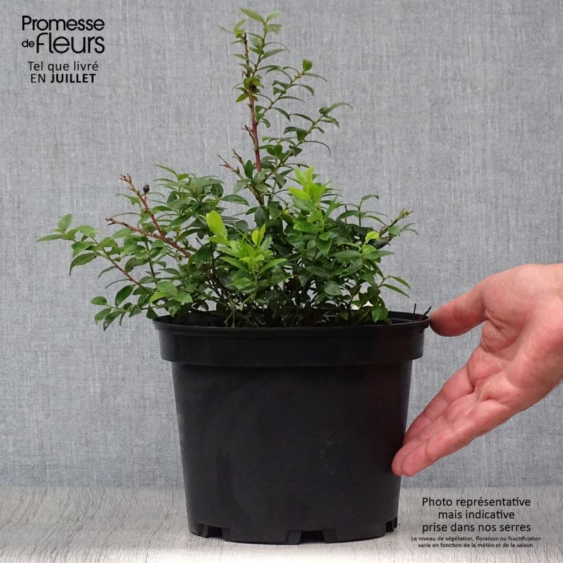 Vaccinium angustifolium Brazelberry Berrybux 10cm/11cm pot sample as delivered in summer