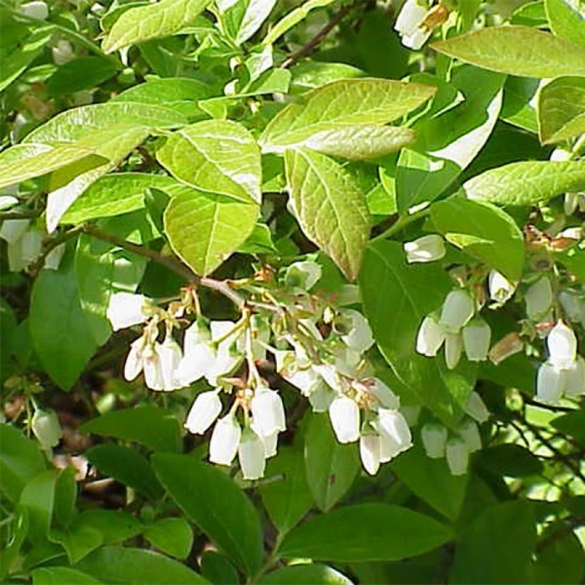 Vaccinium corymbosum Brigitta Blue- American Blueberry (Flowering)