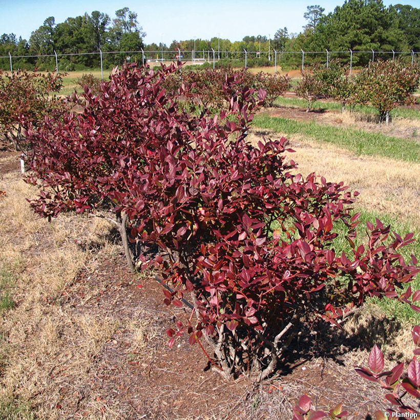 Vaccinium corymbosum Cabernet Splash- American Blueberry (Plant habit)