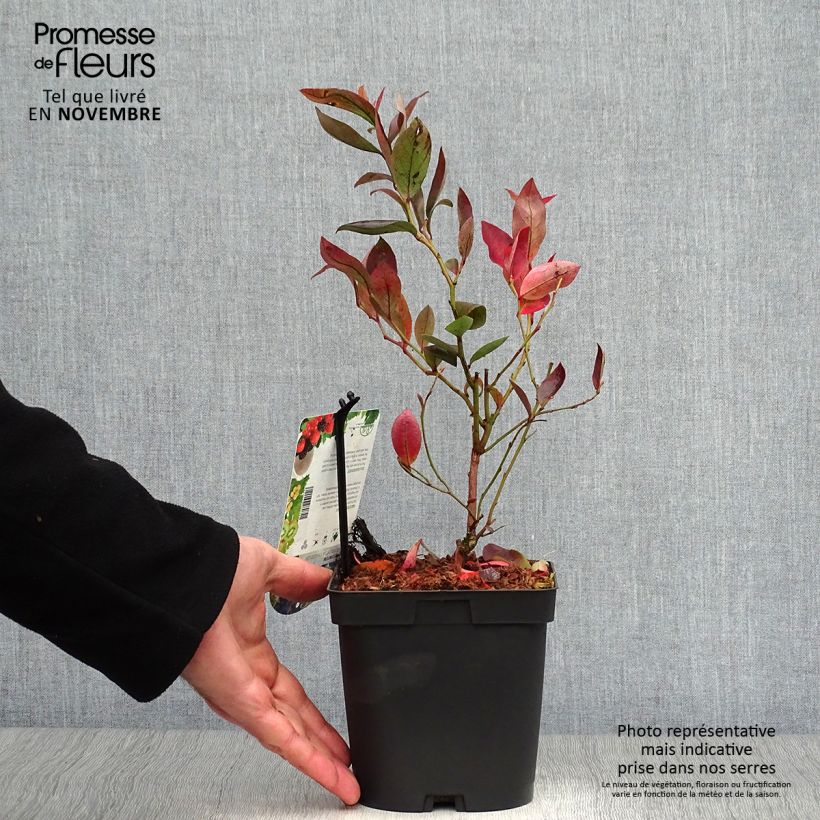 Vaccinium corymbosum Chandler- American Blueberry 1.5L/2L pot, Bush sample as delivered in autumn