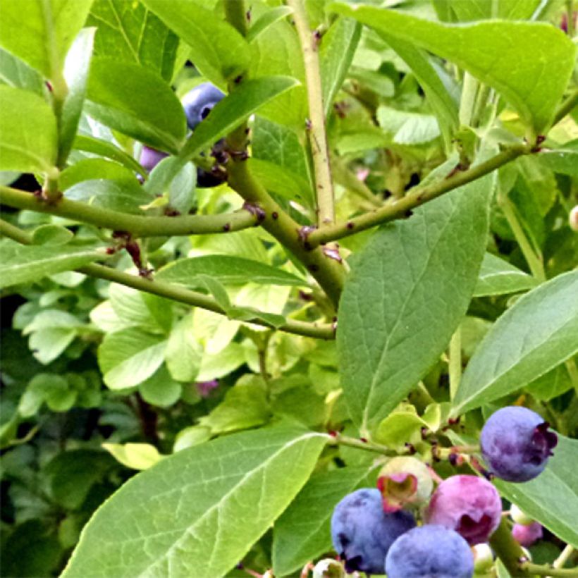 Vaccinium corymbosum Goldtraube- American Blueberry (Harvest)