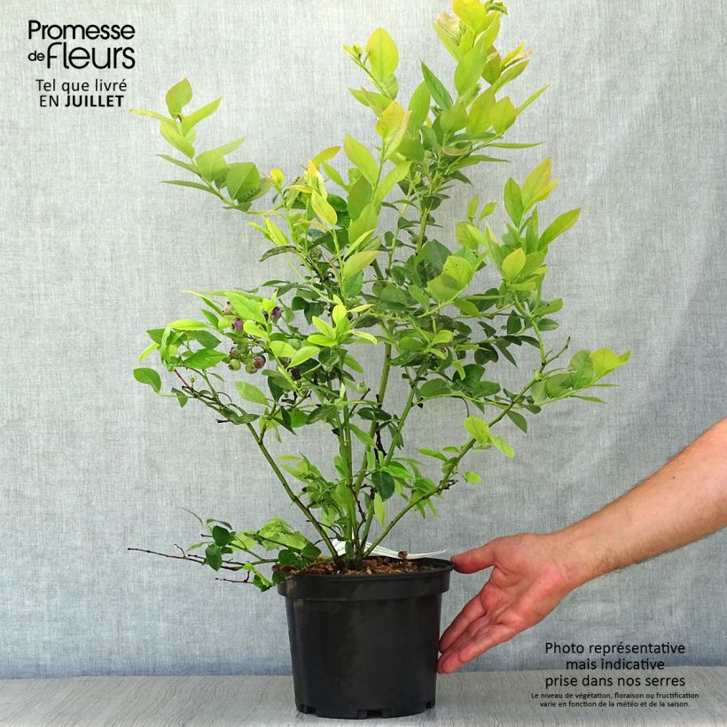 Vaccinium corymbosum Jersey- American Blueberry 4L/5L pot sample as delivered in summer
