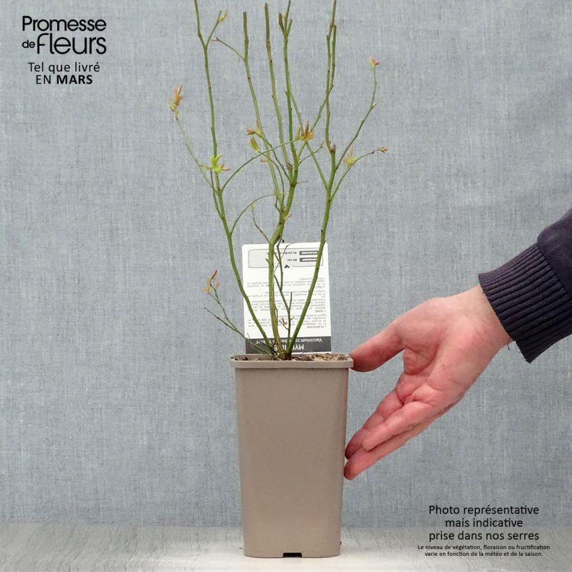 Vaccinium Patriot - Blueberry 1.5L/2L pot, Bush sample as delivered in spring
