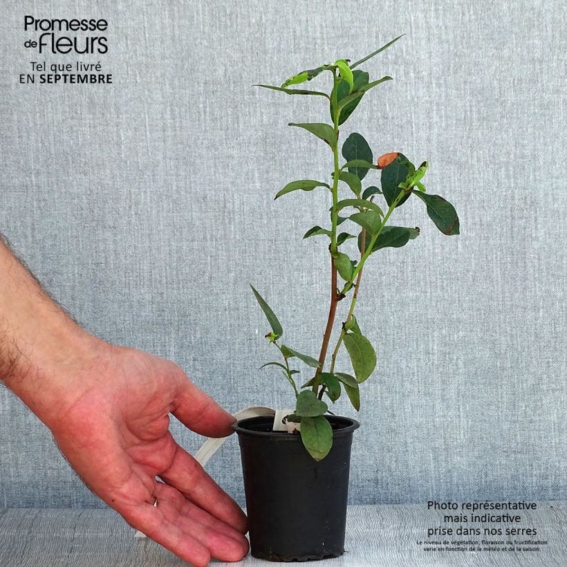 Vaccinium Patriot - Blueberry 8/9 cm pot sample as delivered in summer