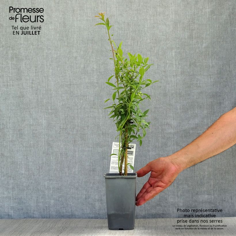 Vaccinium Pink Lemonade- Organic Blueberry 1.5L/2L pot, Bush sample as delivered in summer