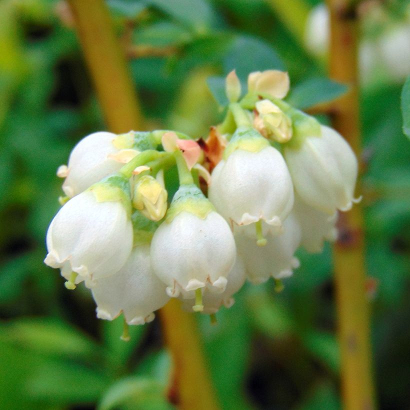 Vaccinium ashei Pink Lemonade - Blueberry Bush (Flowering)