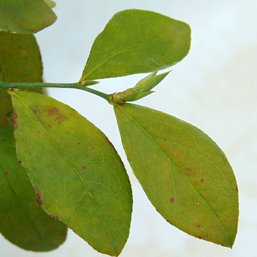 Vaccinium Powder Blue - Organic Blueberry Bush (Foliage)