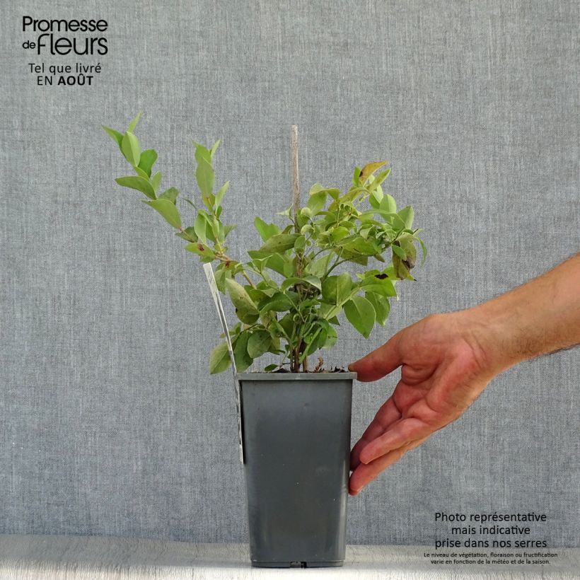 Vaccinium Powder Blue - Organic Blueberry Bush 1L/1.5L pot, Bush sample as delivered in summer