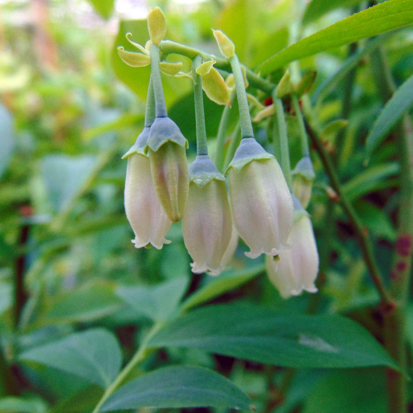 Vaccinium Powder Blue - Blueberry Bush (Flowering)