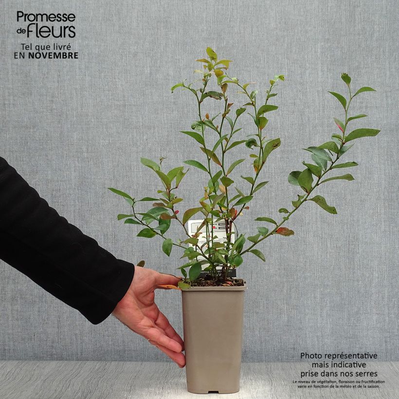 Vaccinium Powder Blue - Blueberry Bush 1.5L/2L pot, Bush sample as delivered in autumn