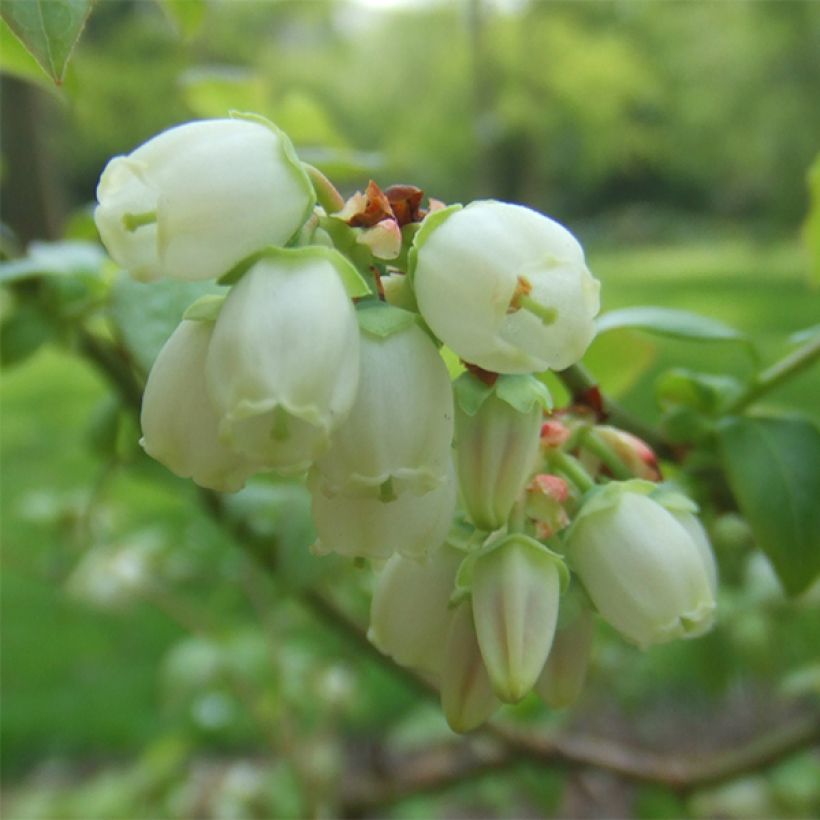 Vaccinium corymbosum Reka- American Blueberry (Flowering)