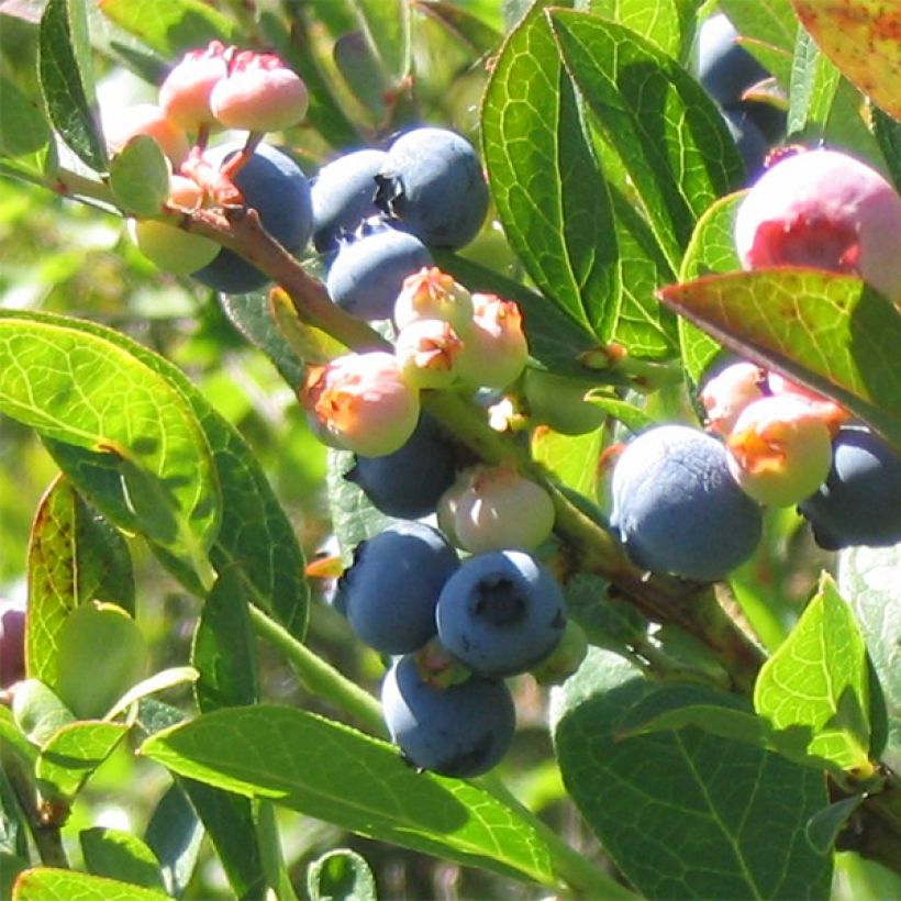 Vaccinium corymbosum Reka- American Blueberry (Harvest)