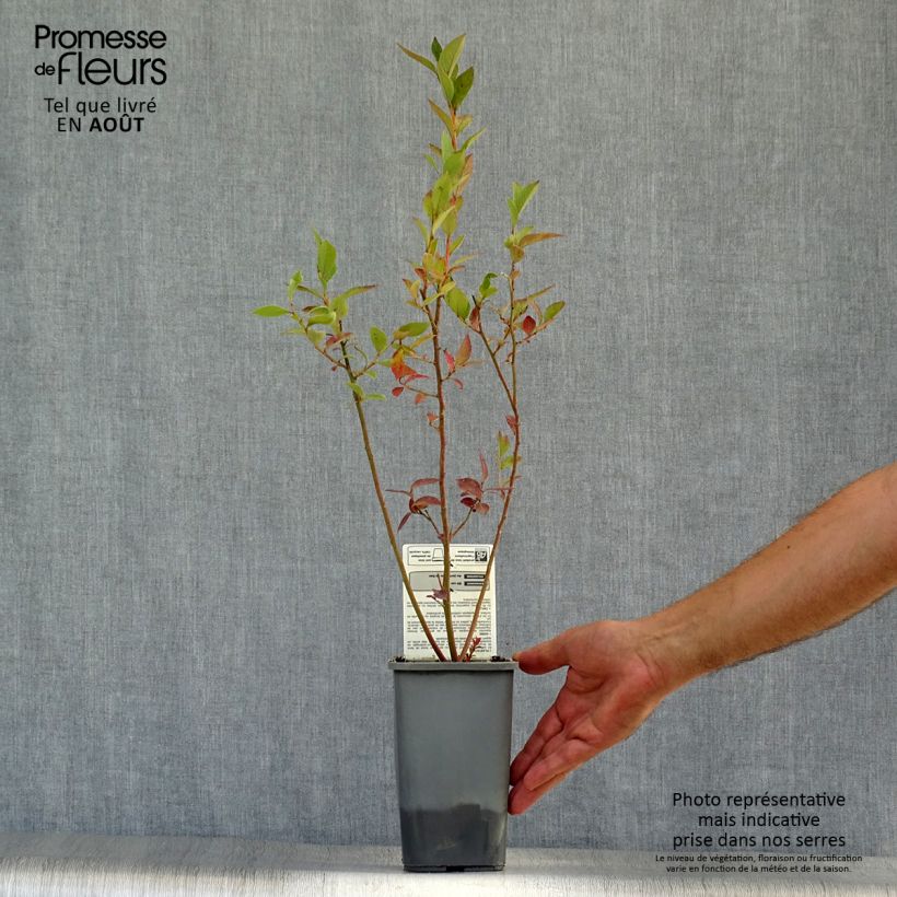 Vaccinium corymbosum Reka- Organic American Blueberry 1.5L/2L pot, Bush sample as delivered in summer