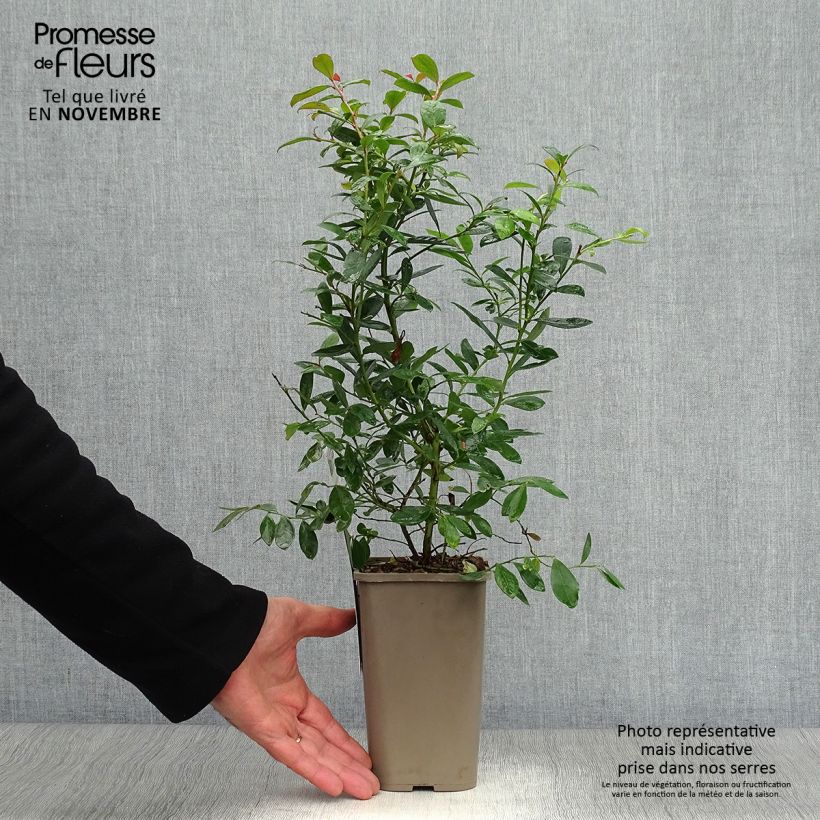 Vaccinium corymbosum Sunshine Blue- American Blueberry 8/9 cm pot, Bush sample as delivered in autumn