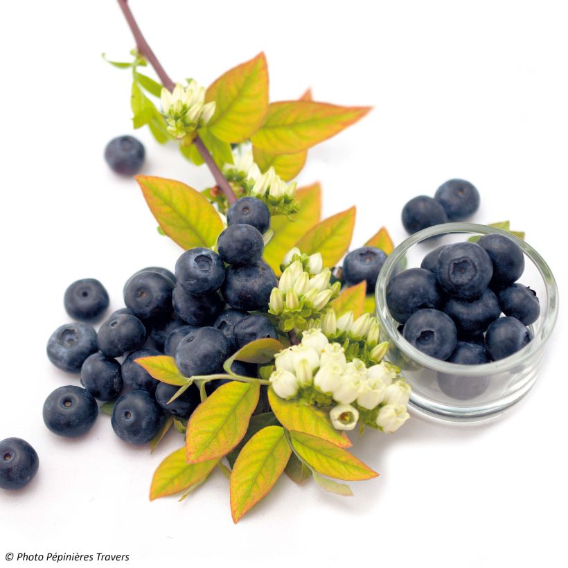 Vaccinium corymbosum Yello!Berryblue- American Blueberry (Flowering)