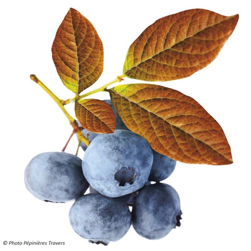 Vaccinium corymbosum Yello!Berryblue- American Blueberry (Harvest)