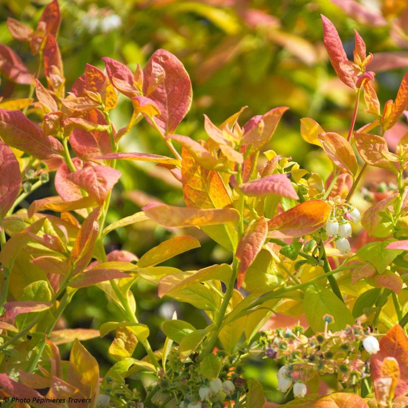 Vaccinium corymbosum Yello!Berryblue- American Blueberry (Foliage)