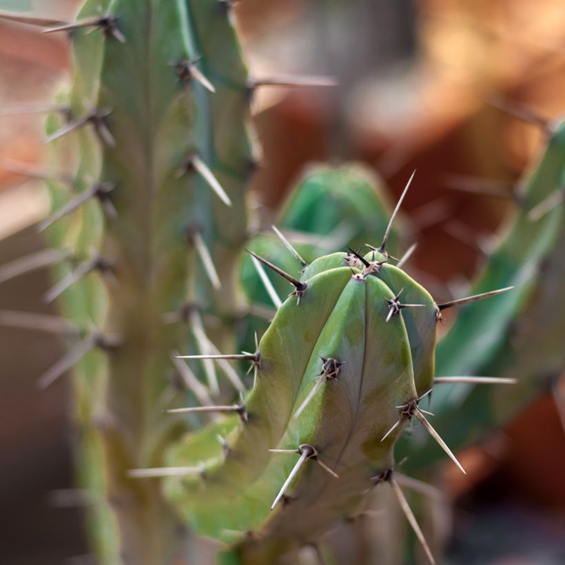 Myrtillocactus geometrizans - Blue candle cactus (Foliage)