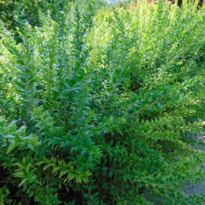 Myrtus communis  (Foliage)