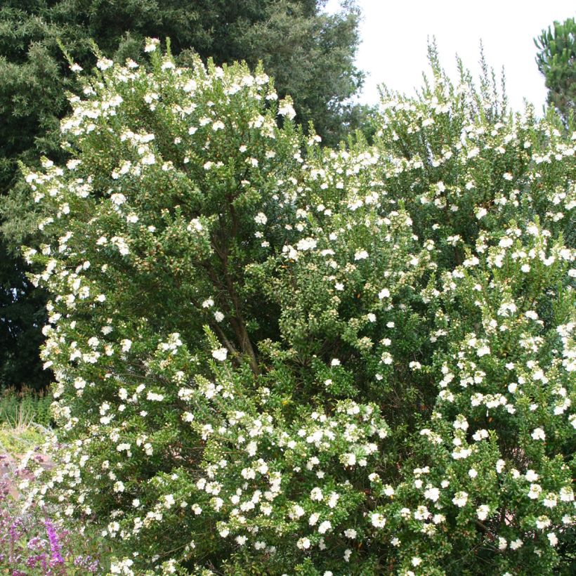 Myrtus communis  (Plant habit)