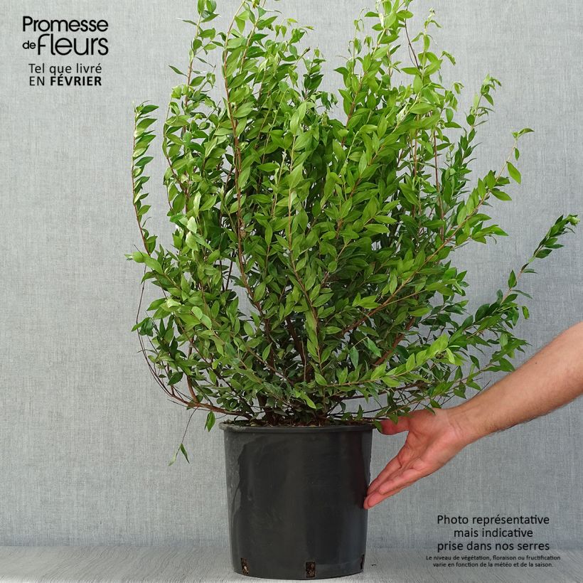 Myrtus communis  7.5L/10L pot sample as delivered in autumn