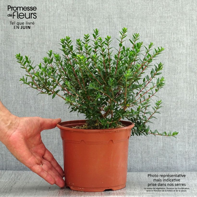 Myrtus communis subsp. tarentina 2L/3L pot sample as delivered in summer
