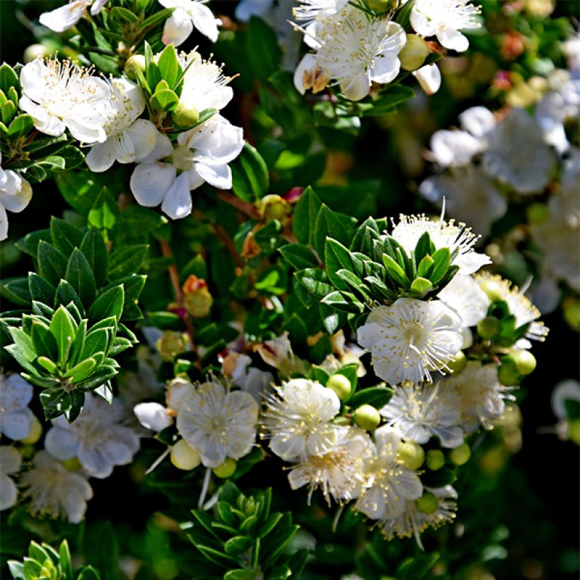 Myrtus communis subsp. tarentina (Flowering)