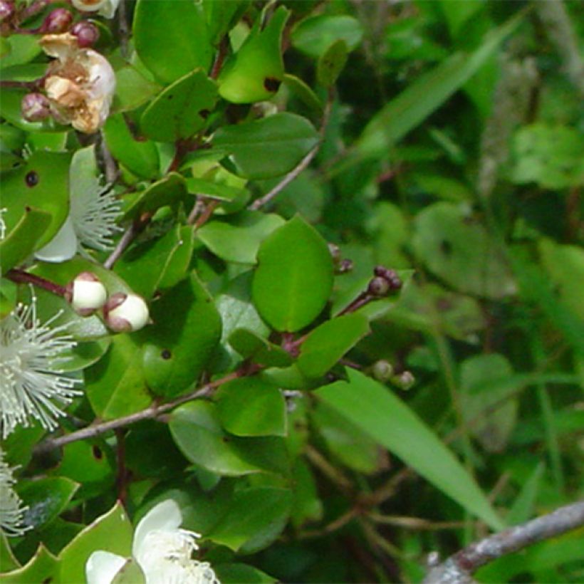 Myrtus luma (Foliage)