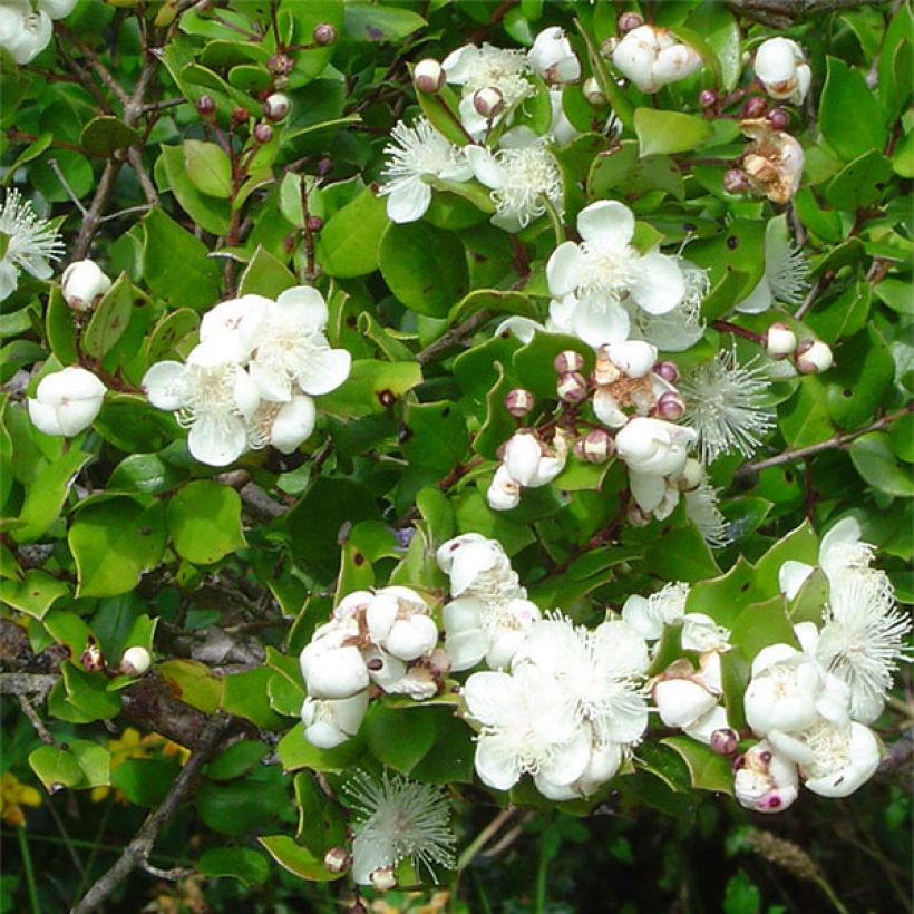 Myrtus luma (Flowering)