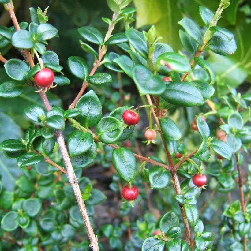 Myrtus ugni (Foliage)