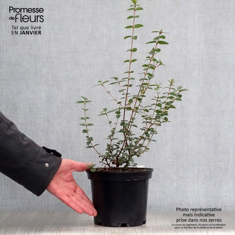 Myrtus ugni 2L/3L pot sample as delivered in winter
