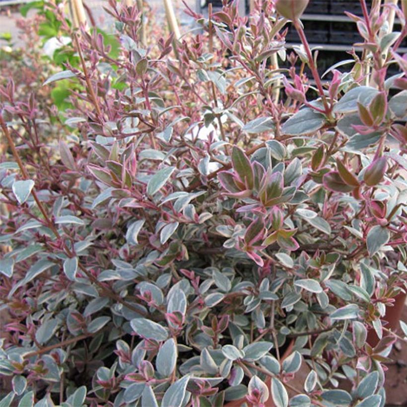 Myrtus ugni Flambeau (Foliage)