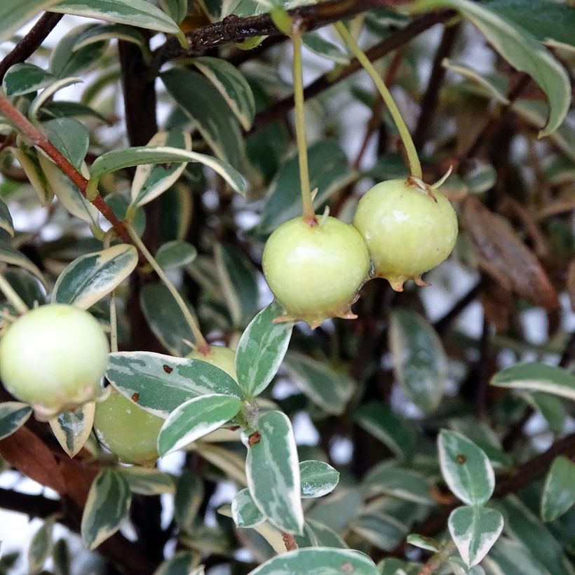 Myrtus ugni Flambeau (Harvest)