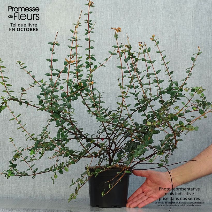 Myrtus ugni 2L/3L pot sample as delivered in autumn