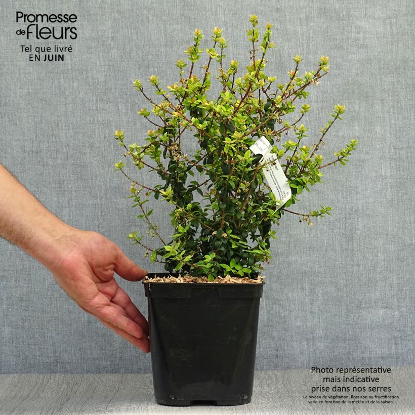 Myrtus ugni Butterball 2L/3L pot sample as delivered in summer