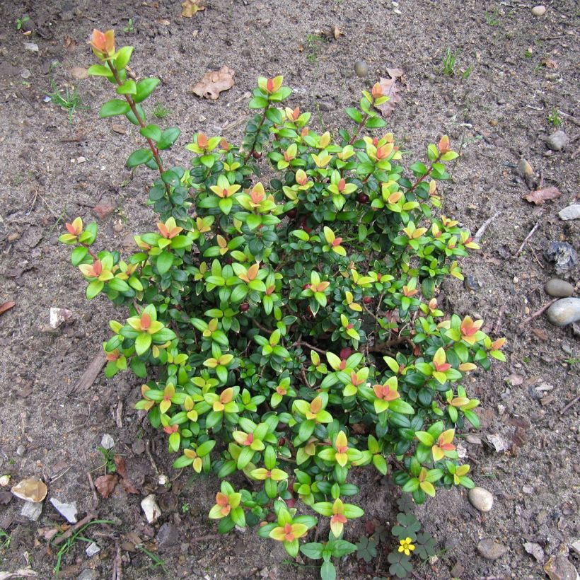 Myrtus ugni Butterball (Plant habit)