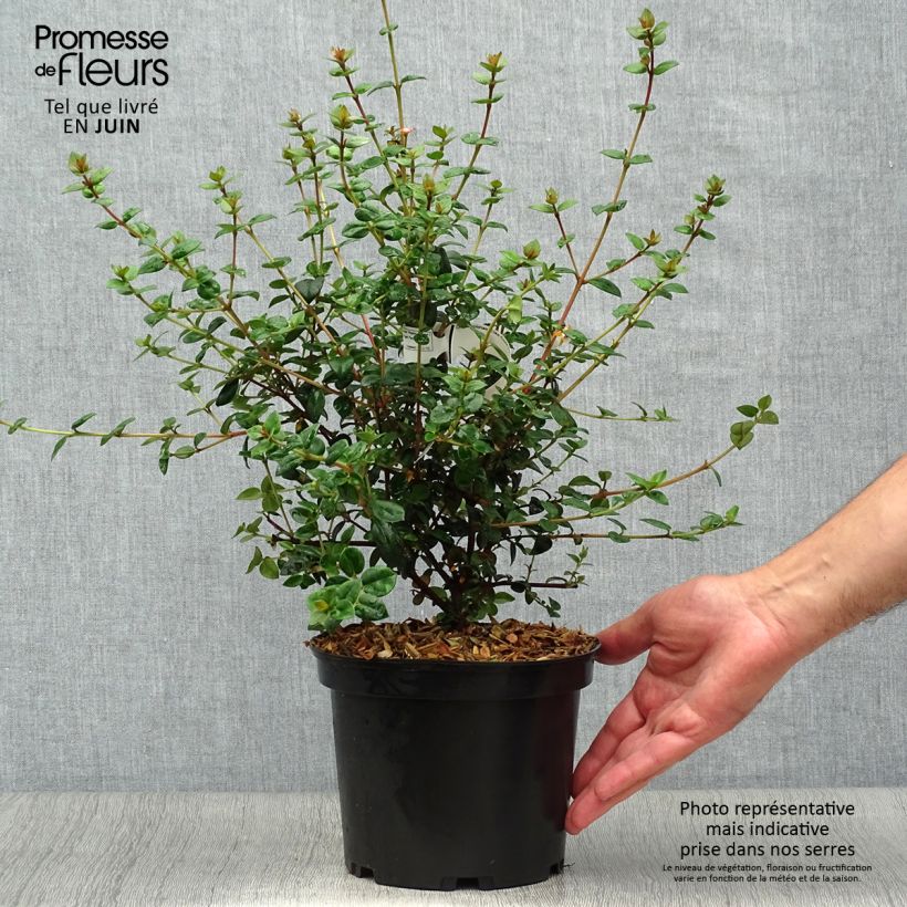Myrtus ugni Elite 2L/3L pot sample as delivered in summer