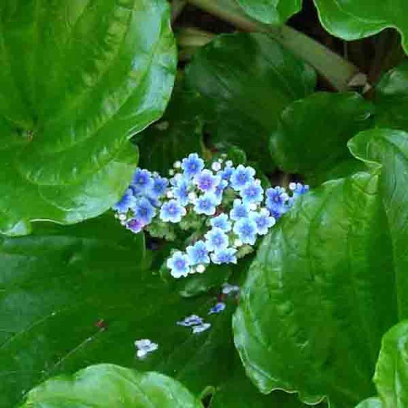 Myosotidium hortensia (Flowering)