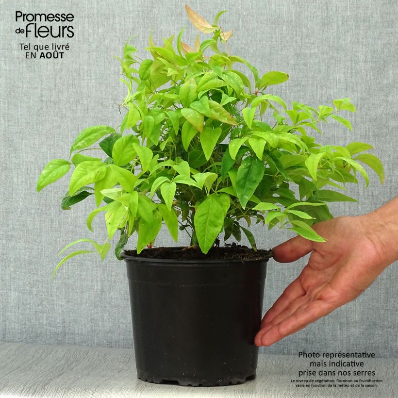 Nandina domestica Woods Dwarf - Sacred Bamboo 2L/3L pot sample as delivered in summer