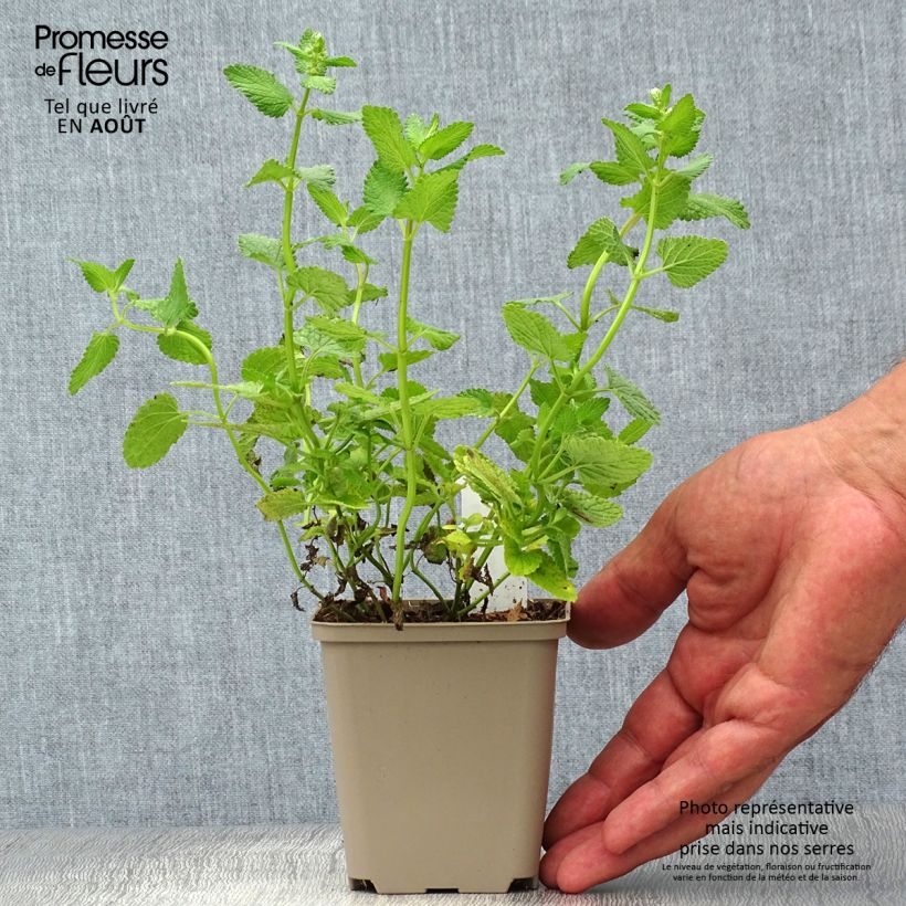 Nepeta grandiflora Zinsers Giant - Catnip 8/9 cm pot sample as delivered in summer